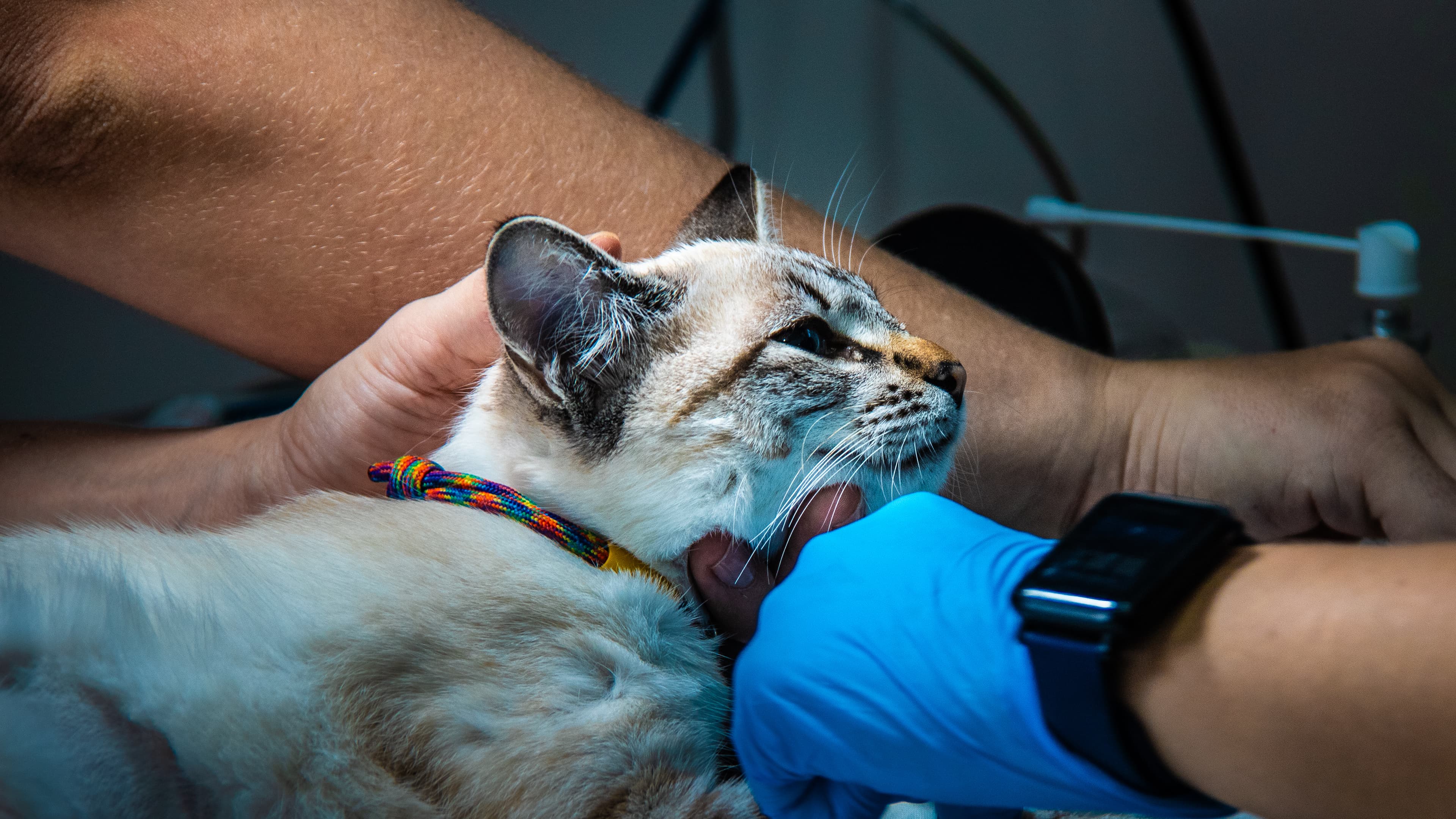 Monitor multiparamétrico veterinário exibindo sinais cardíacos